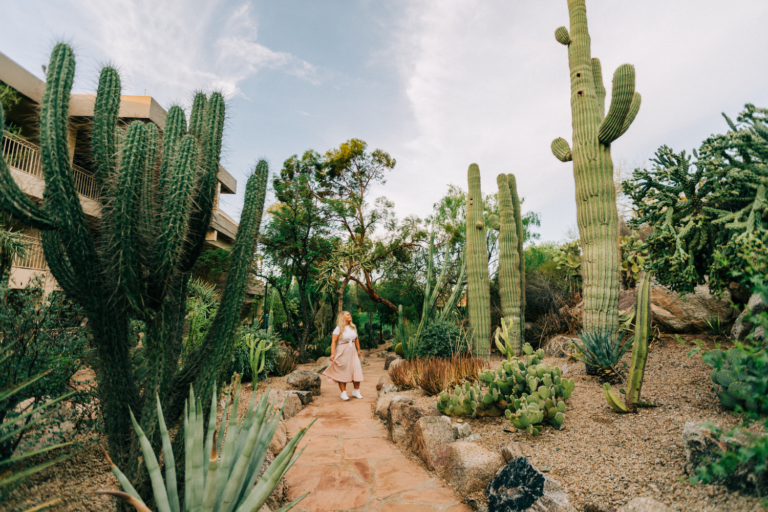 Cacti in Scottsdale, Arizona