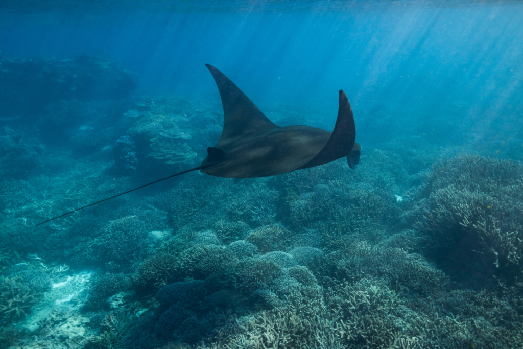 Mantaray swimming on the Great Barrier Reef