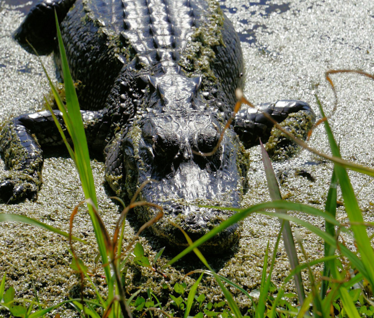 An alligtor at the river's edge