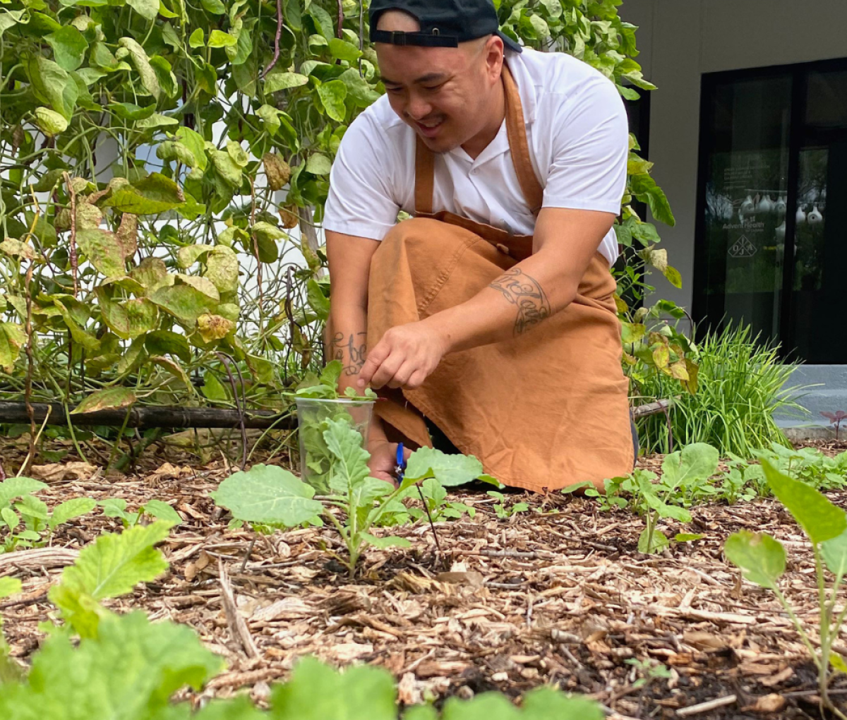 a chef picks fresh herbs from the kitchen garden