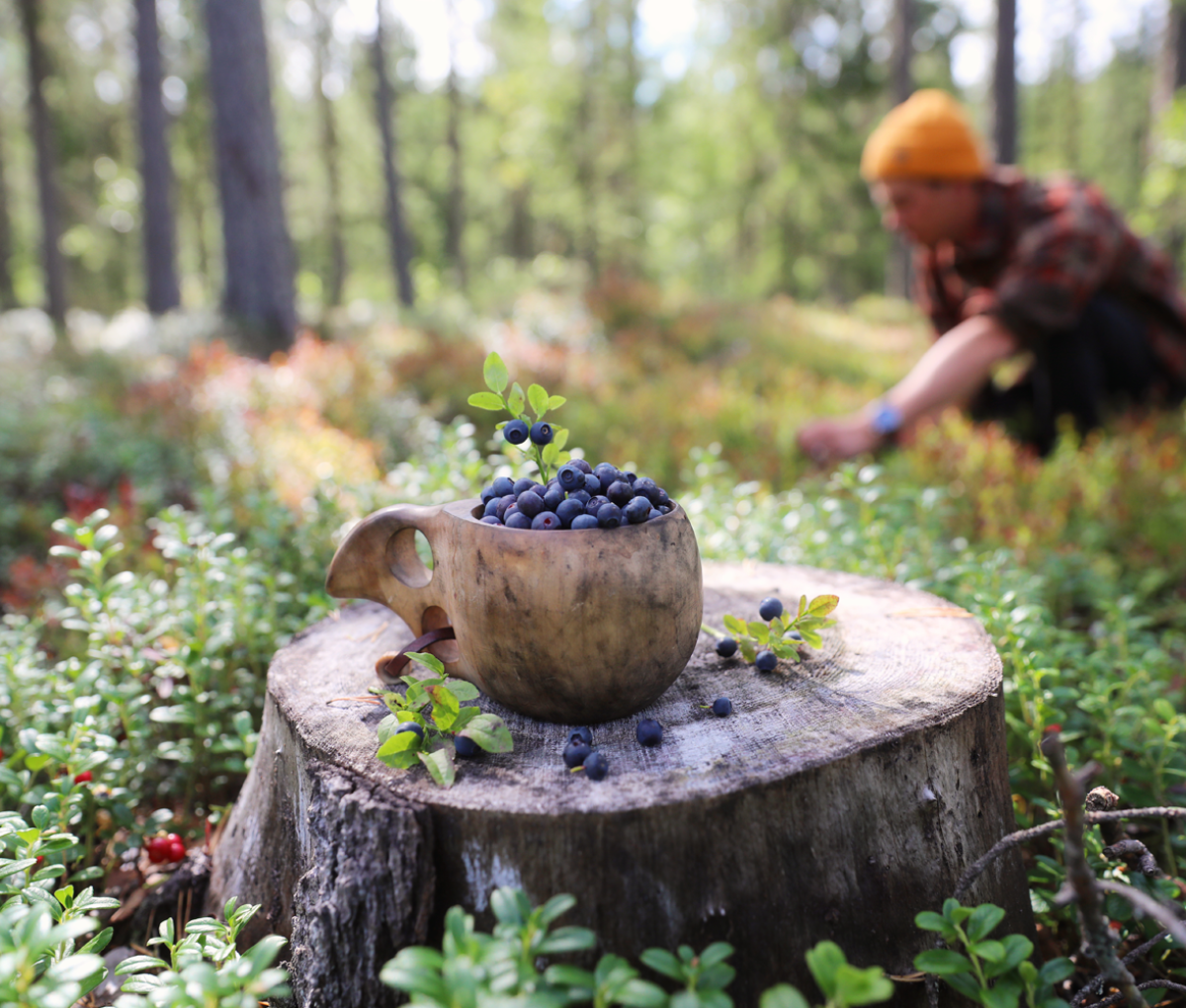 Collecting bilberries in Tarvainen, Finland