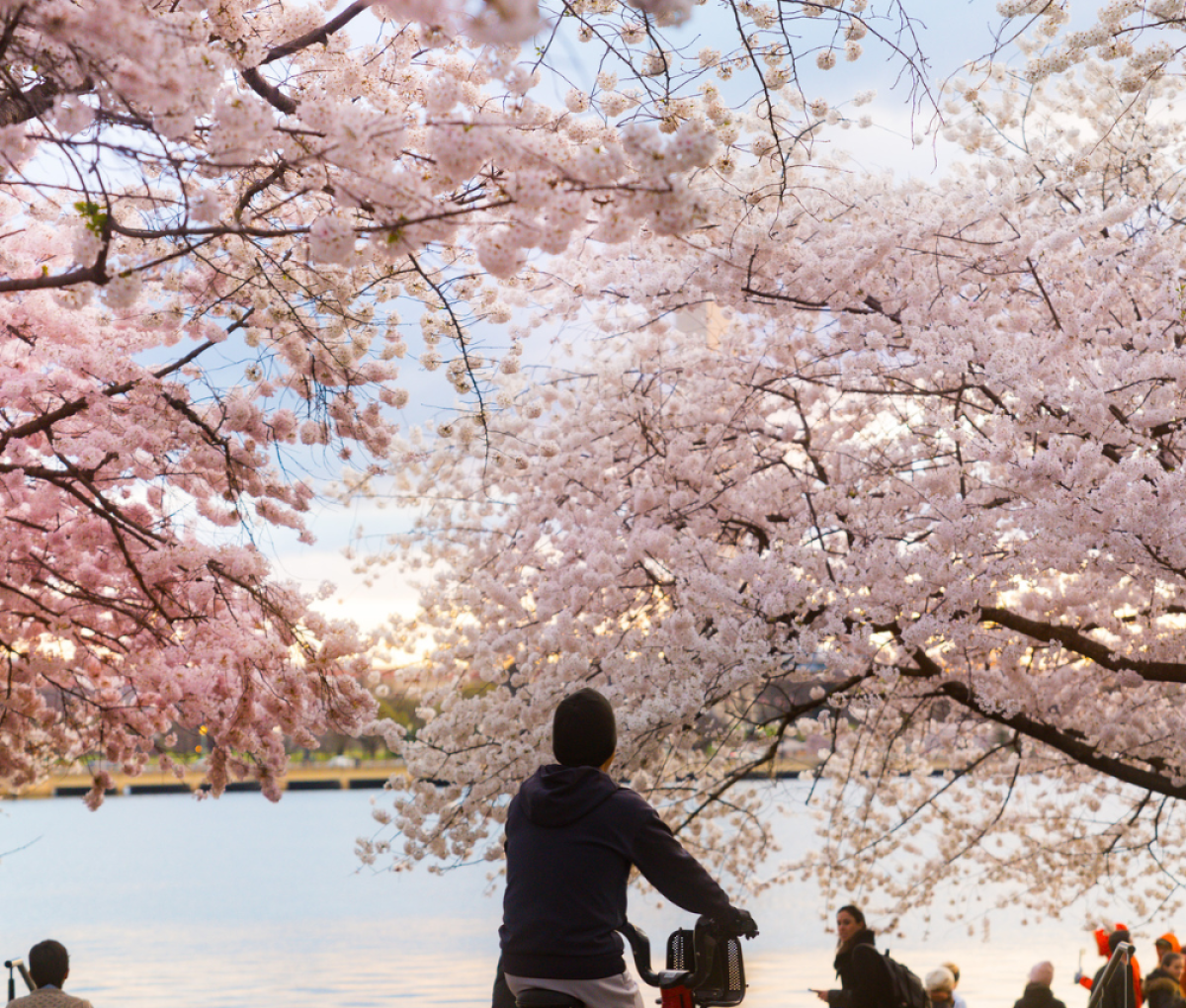 Cherry Blossom Season, Washington, DC