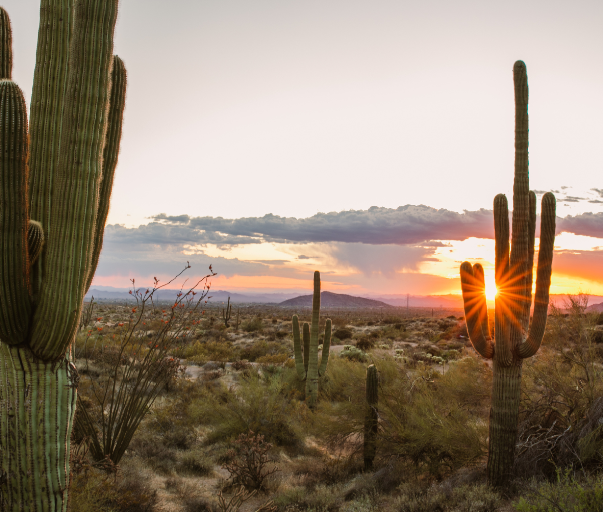 Desert in Scottsdale, Arizona