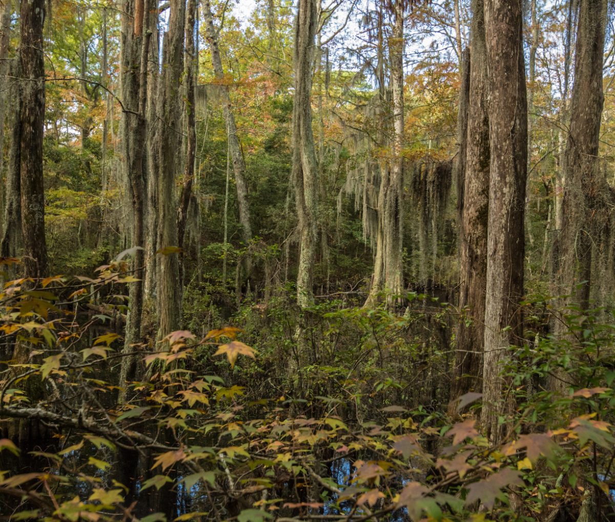 First Landing State Park, Virginia Beach, USA.