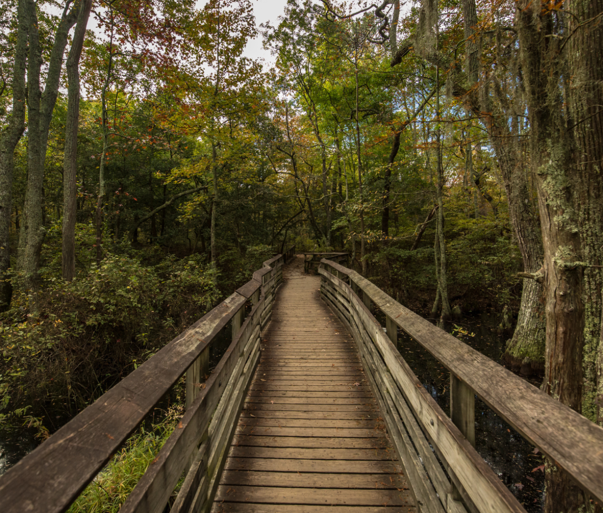 First Landing State Park, Virginia Beach, USA.