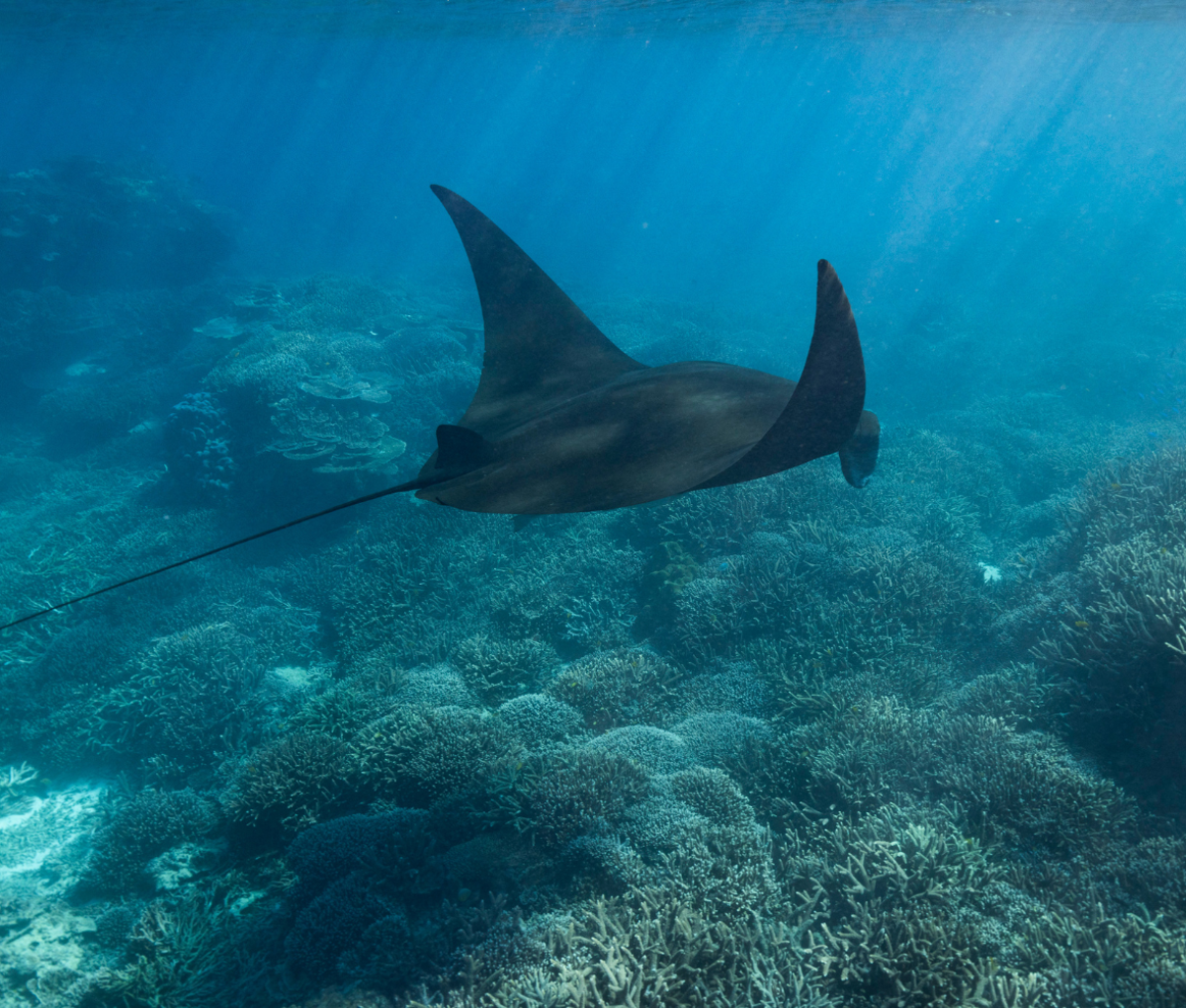 Mantaray swimming on the Great Barrier Reef
