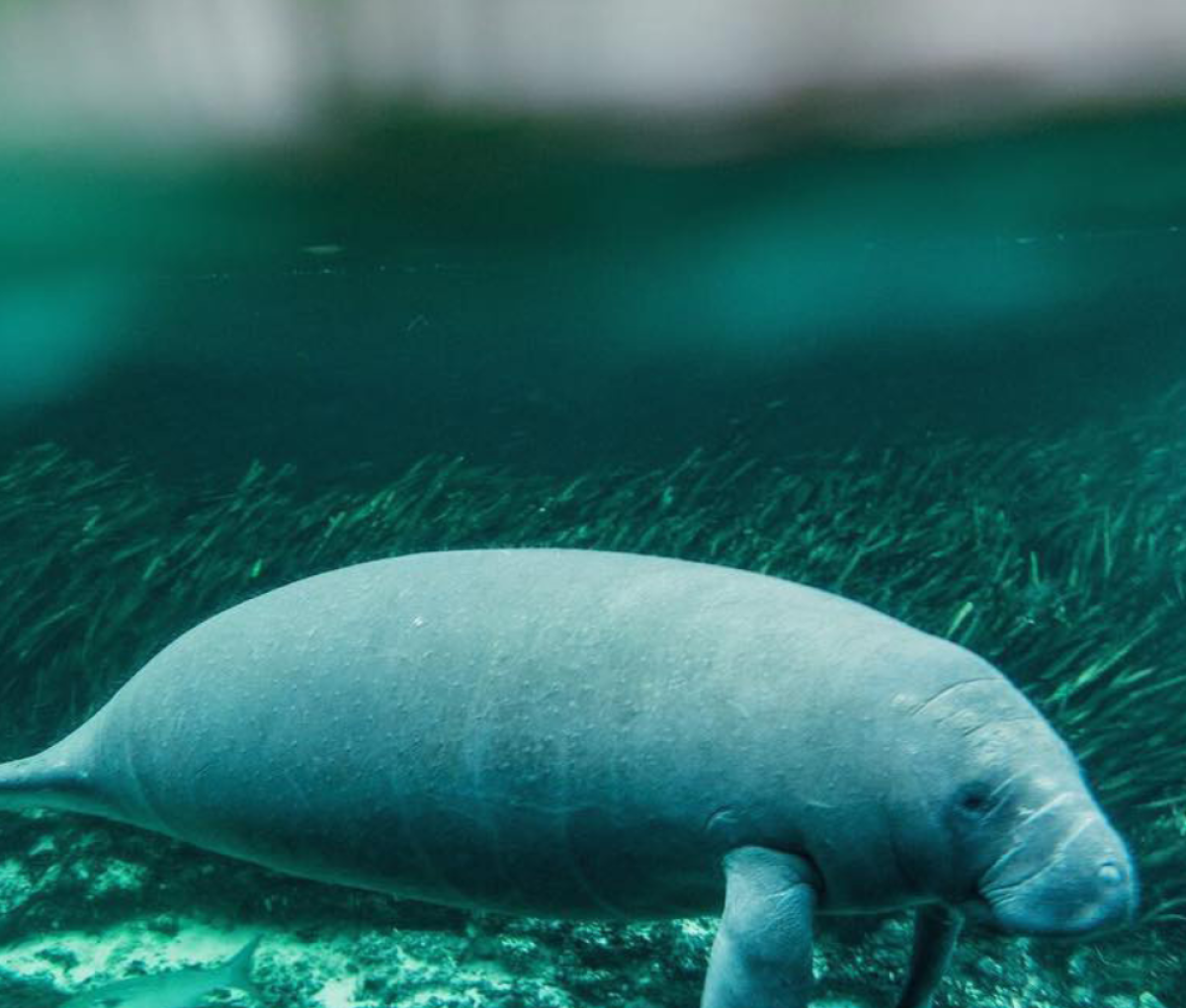 A manatee swimming in crystal clear waters