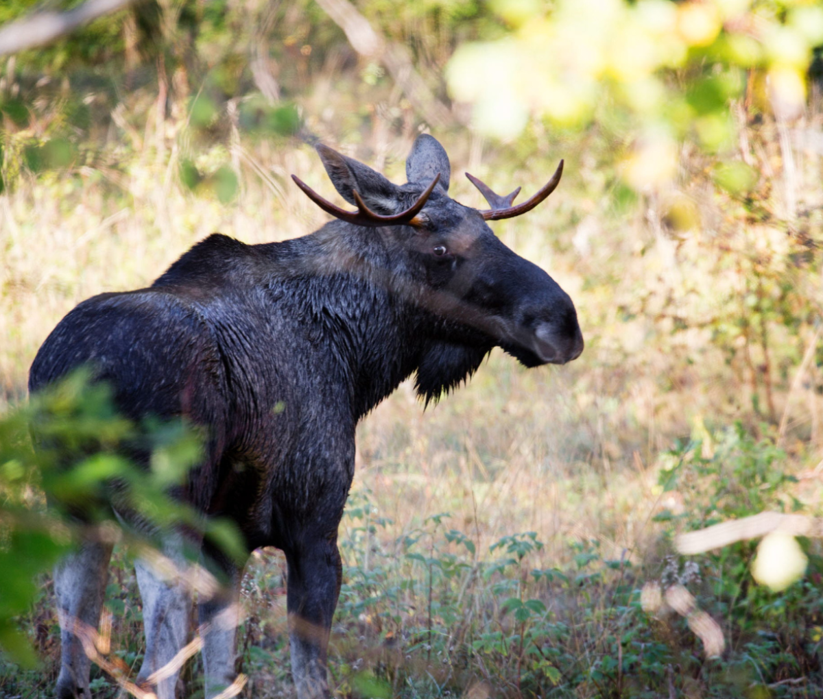 Moose, Dalsland - West Sweden ©Roger Borgelid West Sweden