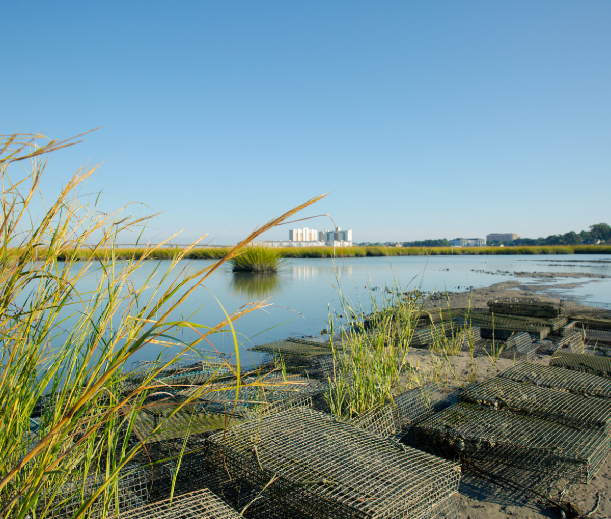 Views at Pleasure House Oyster Farm, Virginia Beach, USA.