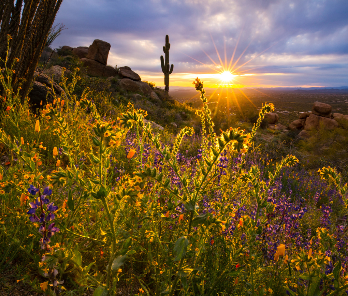 Springtime in Scottsdale, Arizona